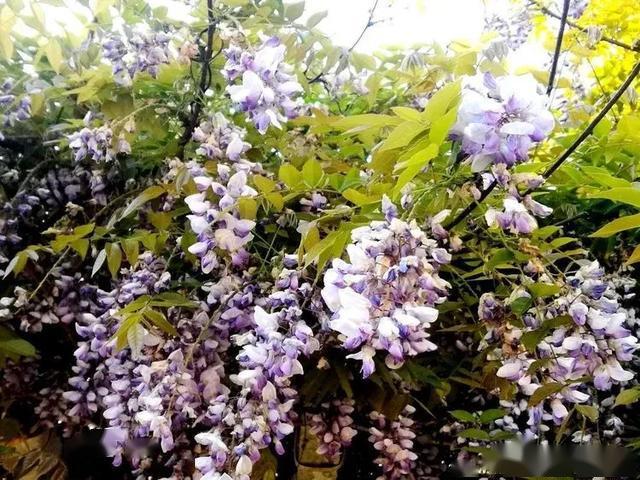 最是一年暖春日,汉中处处好美景!应是国泰民安,山河依旧